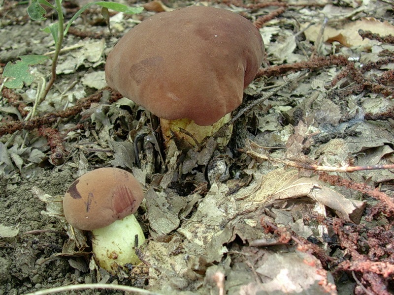 453 Settembre vecchio ritrovamento